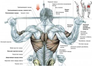 Анатомия мышцы спины Тяга блока за голову Рабочие мышцы