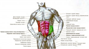 Мышцы пресса  Анатомия для атлетов