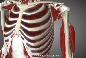 Строение плечевого сустава, анатомия